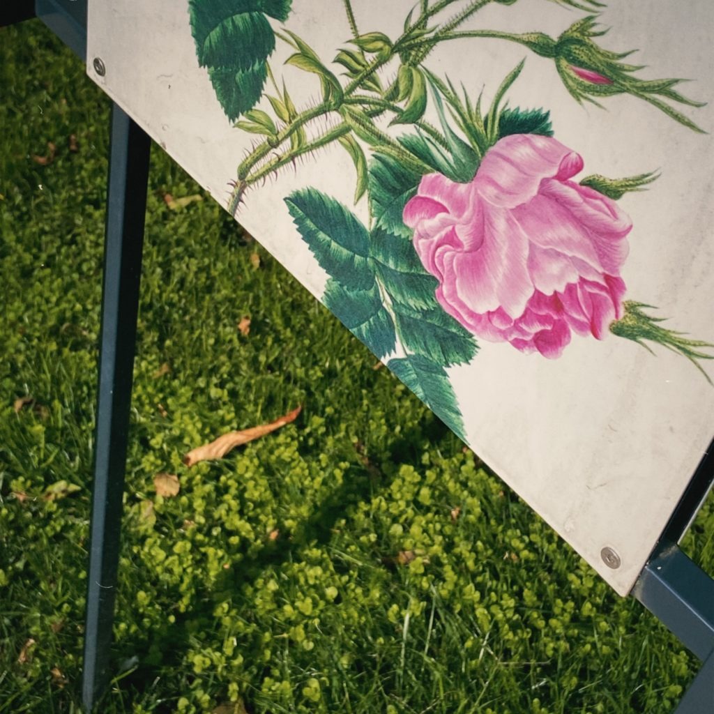 color composition flower grass